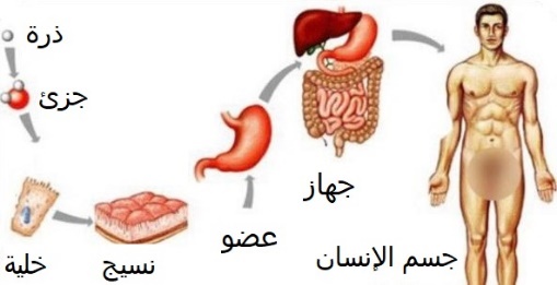 ماذا تتوقع أن يشرح معلم لطلابه في الصورة المقابلة؟